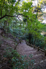 山中の階段の落葉絨毯