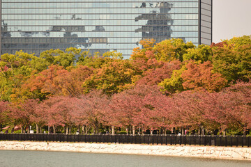 Obraz premium 都心の紅葉