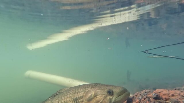 Tra&iacute;ra fish (Hoplias brasiliensis) freshwater wolf fish under water in video. Undewater
