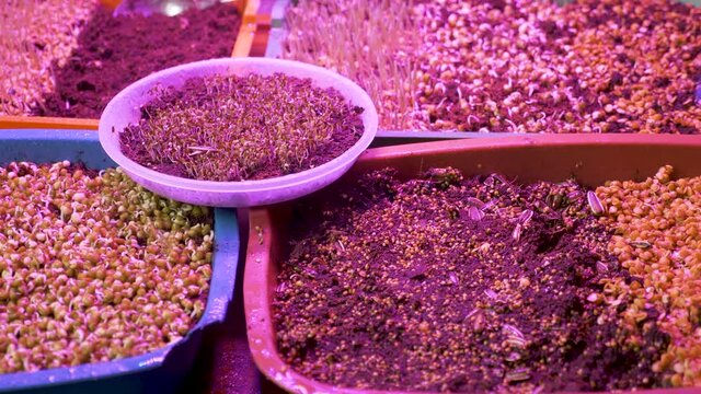 Spring seedlings artificial light plant sprouted grain seeds growing herbs ultraviolet lamp phyto. Watering plants herbs home growing micro green sprouting organic indoor growing lights led plant care