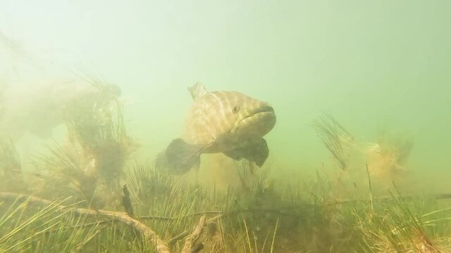 Tra&iacute;ra fish (Hoplias brasiliensis) freshwater wolf fish under water in video. CLOSE-UP