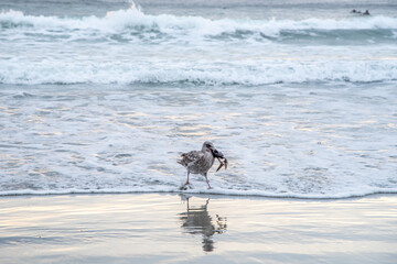 Seagulls Catching Crabs on the California Coast