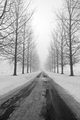Fototapeta na wymiar Tree lined country lane in winter.