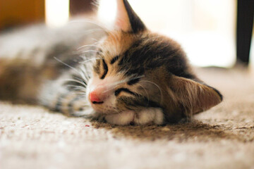 The kitten is sleeping comfortably on the carpet.