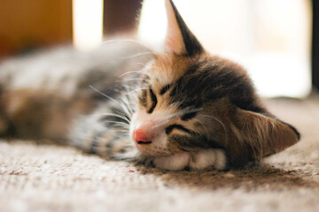 The kitten is sleeping comfortably on the carpet.
