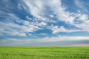 Beautiful green field with sky and clouds.