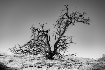Gnarly Dried Tree On A Hillside In Joshua Tree