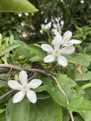Obraz na płótnie Canvas White Wrightia antidysenterica flower in nature garden