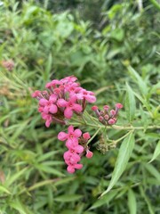 pink panama ixora flower in nature garden