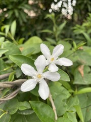 Fototapeta na wymiar White Wrightia antidysenterica flower in nature garden