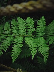 green leaves