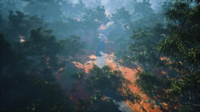 aerial shot of road snaking through green trees