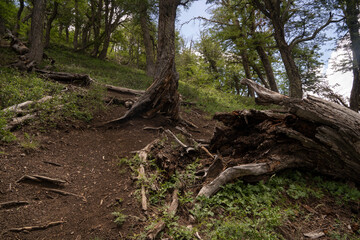 Hiking in the mountains. View of the dirt path across the forest and fallen trees. 