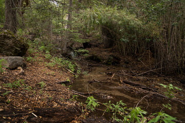 Fototapeta premium Fresh water stream flowing across the forest.