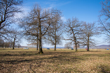 Tulip reservation  in Orheiu Bistriței, Romania,  tulip motley fritillaria meleagris 2021