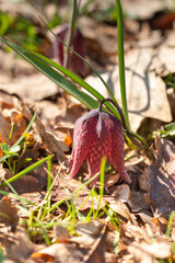 Tulip reservation  in Orheiu Bistriței, Romania,  tulip motley fritillaria meleagris 2021
