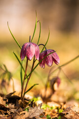 Tulip reservation  in Orheiu Bistriței, Romania,  tulip motley fritillaria meleagris 2021