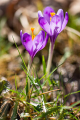 Crocus heuffelianus, Crocus vernus  in Bistrita, Romania