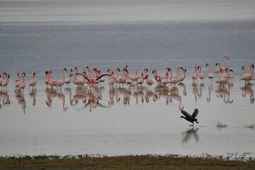 Flock of flamingos on the water