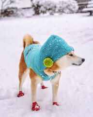 雪の日に服を着せられた柴犬