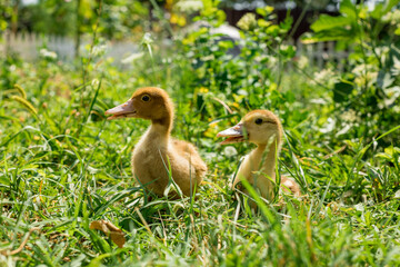 Adorable yellow fluffy ducklings on green grass.