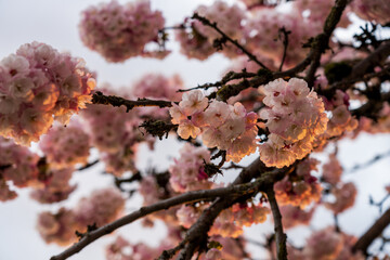 Close-up pink cherry blossoms flowers in full bloom, sunshine lights on petals in dusk.