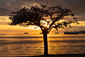 Silhouette of a cherry tree against sunset. Sunlight reflection on English Bay ocean. City of Vancouver beautiful landscape, Canada.