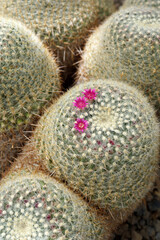 Image of golden pincushion cactus (Mammillaria muehlenpfordtii) in flower