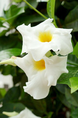 Fototapeta na wymiar The flowers of Sun Parasol Giant White mandevilla (Mandevilla 'Sunmandeho')