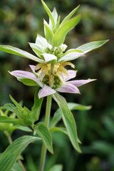 The summer wildflower known as dotted horsemint or spotted beebalm (Monarda punctata) in summer bloom