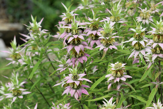 The summer wildflower known as dotted horsemint or spotted beebalm (Monarda punctata) in summer bloom