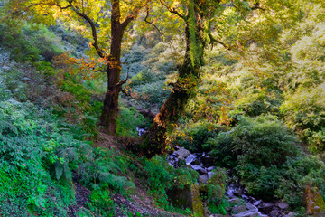 Fototapeta na wymiar Forest scene, Sun rays falling on green plants behind a tree in Garhwal forest, Uttarakhand, India. A small river in foreground.