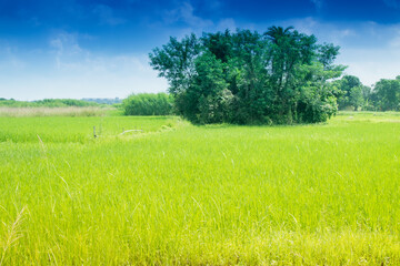 Beautiful rural landscape of Paddy field, blue sky , Howrah, West Bengal, India