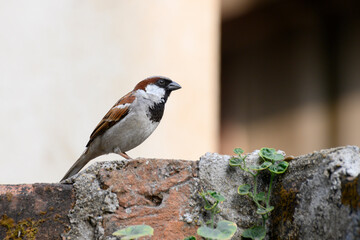 Side view of Male house sparrow bird, Passer domesticus, a bird of the sparrow family Passeridae , often found in Indian homes.