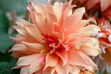 Dahlia flowers from bushy, tuberous, herbaceous perennial plants. Howrah, West Bengal, India.