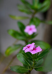 Catharanthus roseus, commonly known as bright eyes, Cape periwinkle, graveyard plant, Madagascar periwinkle, called Nayantara flower in Bengali language. Growing in Howrah, West Bengal, India