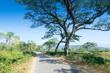 Fototapeta na wymiar Road passing through Jhalong tea estate with trees and blue sky with no cloud above - tea estate stock image