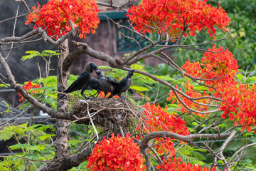 Fototapeta premium Mother House crow (Corvus splendens) bird feeding baby and juvenile birds in the nest. Known as the Indian, greynecked, Ceylon or Colombo crow is a common bird of the crow family. Asian origin bird.