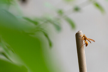 Vespula vulgaris, known as the common wasp, hanging from a stick in home made garden. Howrah, West...