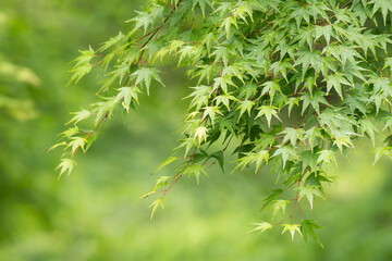 緑をバックにカエデの新緑