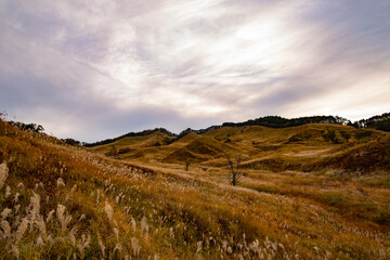 ススキの高原