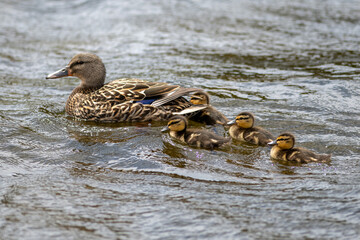 Female mallard duck with her baby ducks swimming on a choppy river. The mallard is a large duck with a hefty body, rounded head, and wide, flat bill. The ducks are a soft yellow and brown down feather