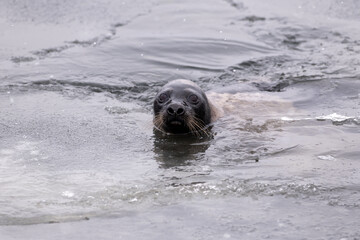 Obraz premium Adult harp seal swimming with its head out of the cold frigid Atlantic Ocean. The animal has long whiskers, dark eyes, a grey fur coat and a heart shaped nose. The side view of the seal shows no ears 