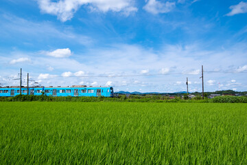 田んぼと電車