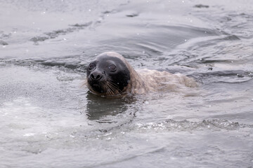 Adult harp seal swimming with its head out of the cold frigid Atlantic Ocean. The animal has long whiskers, dark eyes, a grey fur coat and a heart shaped nose. The side view of the seal shows no ears 
