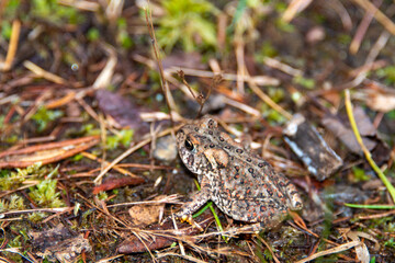 A common toad, amphibian, hiding among green grass, yellow leaves, swamp ground, and weeds. The aquatic reptile is small, camouflaged, slimy, and wet with brown warty bumps on the organism's back. 