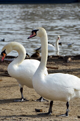 two swans on the river