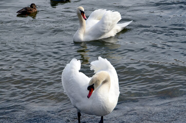swan on the lake