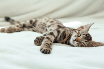 Cute dark grey charcoal bengal kitten sleeping on a white blanket.
