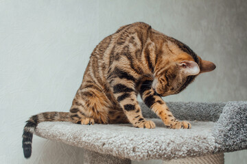 Young cute bengal cat sitting on a soft cat's shelf of a cat's house.